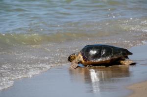 Voluntariado 'eco' en El Prat. Cinco tortugas marinas vuelven a su hogar desde la playa