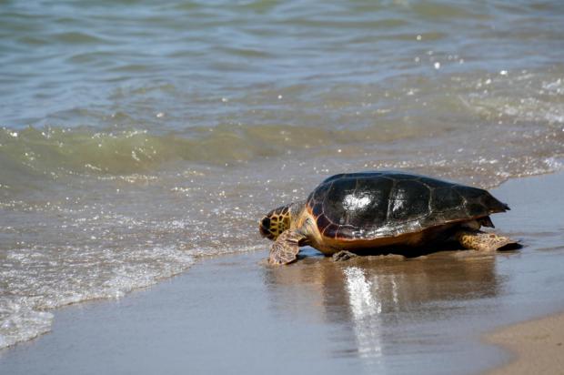 Voluntariado 'eco' en El Prat. Cinco tortugas marinas vuelven a su hogar desde la playa