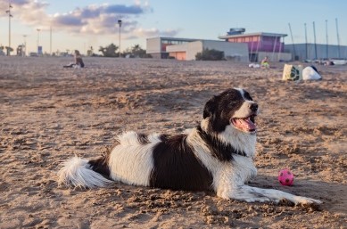 El Prat y Gavà se disputan la paternidad de la primera playa para perros del Delta