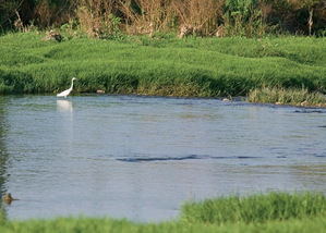 De El Prat a Molins: El Llobregat, un río con aguas de ida y vuelta