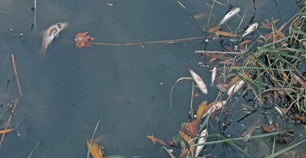 Los continuos vertidos de aguas fecales castigan la biodiversidad de Castelldefels