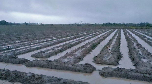 Inundaciones, la gran pesadilla de los campos agrícolas del Baix Llobregat