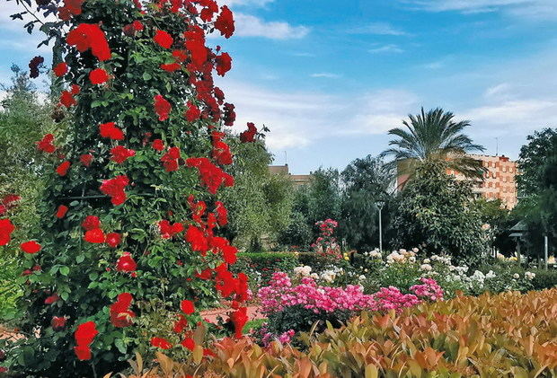 Sudor solidario para las rosas de Sant Feliu y el patrimonio de la Vall del Llor