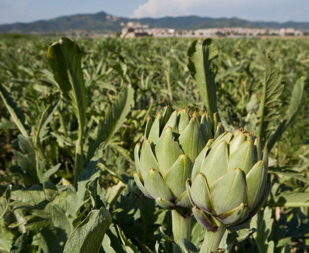 L’AMB activa una línia de subvencions al Baix per promoure l’alimentació sostenible i justa