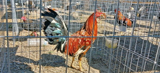 Varios de los ejemplares enjaulados de gallos de pelea que fueron rescatados por la policía de una granja ilegal de aves de Sant Joan Despí camuflada en el Parc Agrari