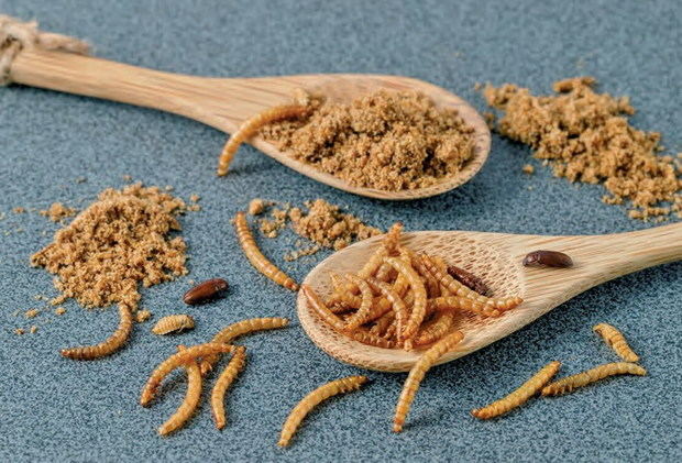La gran batalla alimentaria: ¿Pasta tradicional o platos elaborados con insectos? Tu opinión cuenta