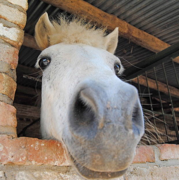 A lomos de un caballo en el Baix Llobregat