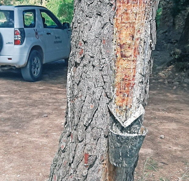 El oro líquido del bosque de Vallirana