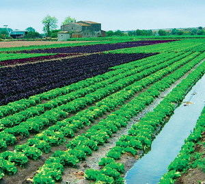 L’Estratègia Delta: cuidem el que mengem
 