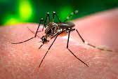 L’aparició del virus Zika revifa el debat sobre el control de mosquits