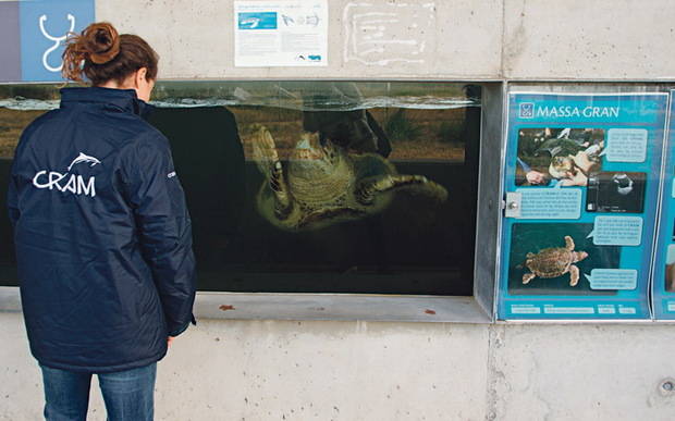 El CRAM, ubicado en El Prat, permite apadrinar una tortuga para proteger el medio marino