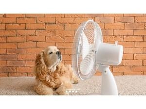 El PROCICAT activa la alerta por una intensa ola de calor en Catalunya