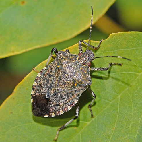 Ejemplar de Halyomorpha halys.