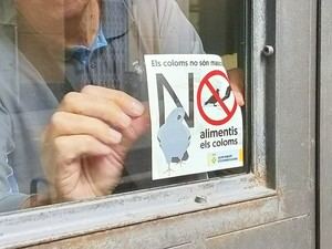 Esparreguera controla la población de palomas y prevé nuevas medidas de gestión