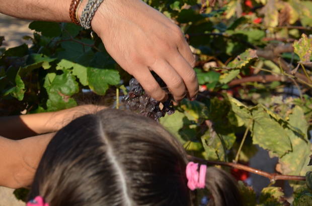 Vi, cava i cultura, protagonistes de la Festa del Roser de Martorell