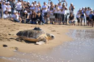 Una tortuga vuelve al mar de El Prat gracias a los voluntarios de la fiesta de Estrella Damm