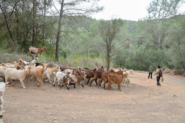 Cabras y burros pastan en la finca de Can Colomer para protegerla del cambio climático