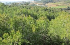 Prohibido encender fuego en los terrenos forestales de Abrera hasta el 15 de octubre