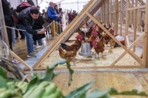 La Fira Avícola de El Prat esquiva la gripe aviar y ultima una edición más sostenible y gastronómica