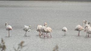 Una bandada de flamencos hace una parada para repostar en el Delta del Llobregat