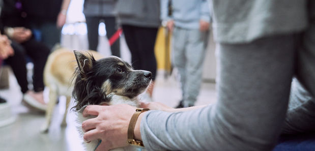 El Prat realiza un proyecto de trabajo emocional y relacional mediante la Intervención Asistida con Perros