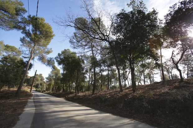 El Ayuntamiento de Molins de Rei retira árboles peligrosos para la seguridad pública