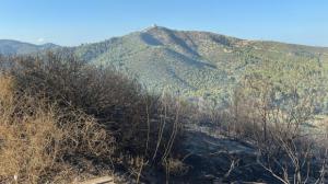 Urgente: Controlado el incendio forestal del Parc de Mas Ratés en Viladecans