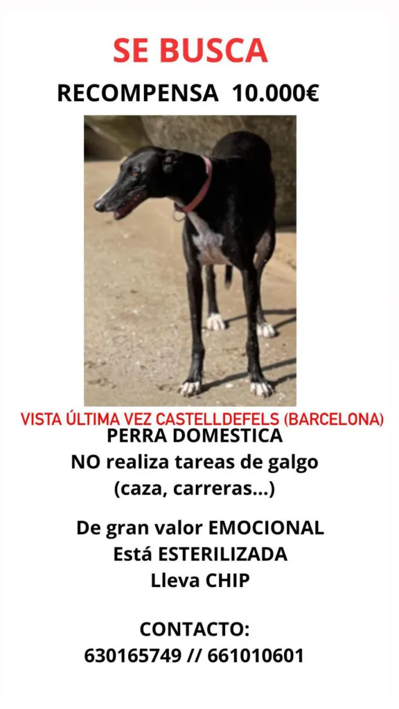 Cartel de la desaparición de la galga Gaia