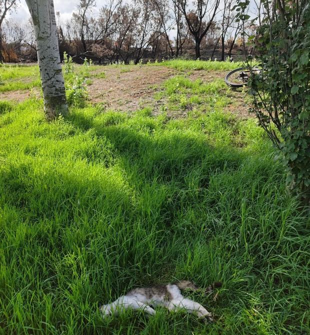 El ayuntamiento pratense lamenta las heridas de cuatro felinos tras una quema 'controlada'