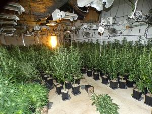 Gavà: detenido un hombre tras el hallazgo de 733 plantas de marihuana en una finca de Can Llonch