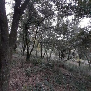 Corbera ha empezado con los trabajos de gestión forestal