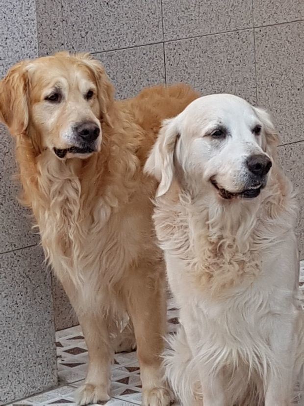 La playa del Prat, epicentro comarcal de la pasión por los Golden Retrievers