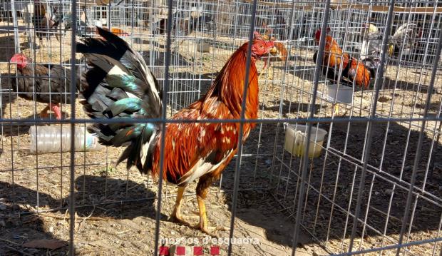 Golpe al maltrato animal: desmantelada una granja de gallos de pelea