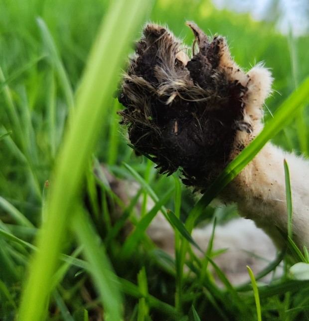 El ayuntamiento pratense lamenta las heridas de cuatro felinos tras una quema 'controlada'