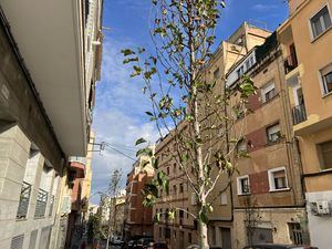 L’Hospitalet planta más de 3.400 árboles y se prepara para un futuro urbano más verde y saludable