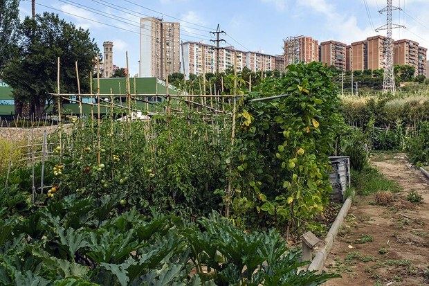 Abierto el plazo de solicitudes para los huertos municipales de Can Mercader y Sant Ildefons