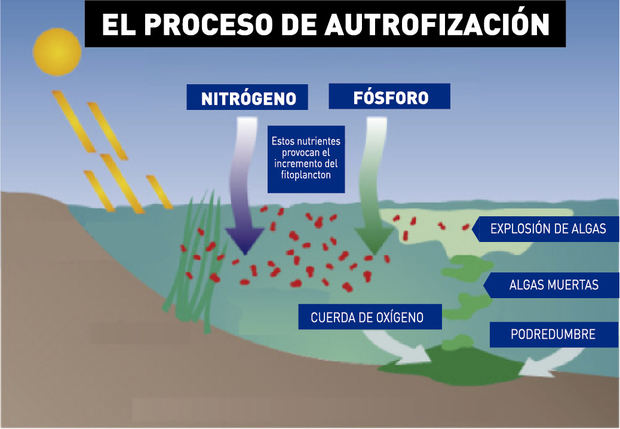 Ilustración facilitada por el consistorio que explica el fenómeno de la eutrofización.