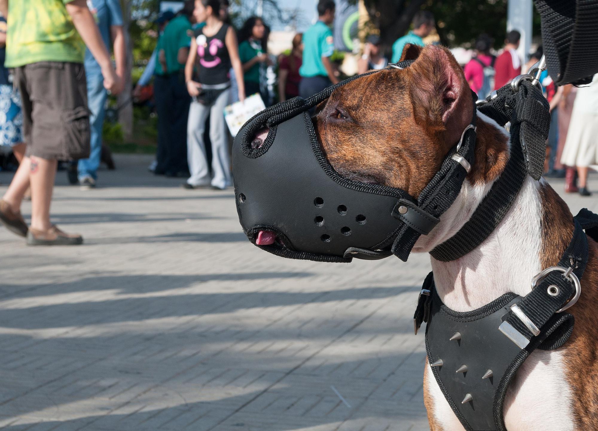 Viladecans aprueba incrementar el control a los ‘perros peligrosos’
