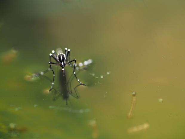 El Servicio de Control de Mosquitos del Baix Llobregat realiza 73 inspecciones de control en 2023