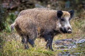 ¡Alerta por peste porcina! Dos jabalíes infectados amplían el cerco hasta Molins de Rei y El Papiol