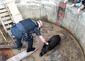 Increíble rescate: Dos agentes salvan a una jabalina de morir atrapada en una balsa de Molins de Rei