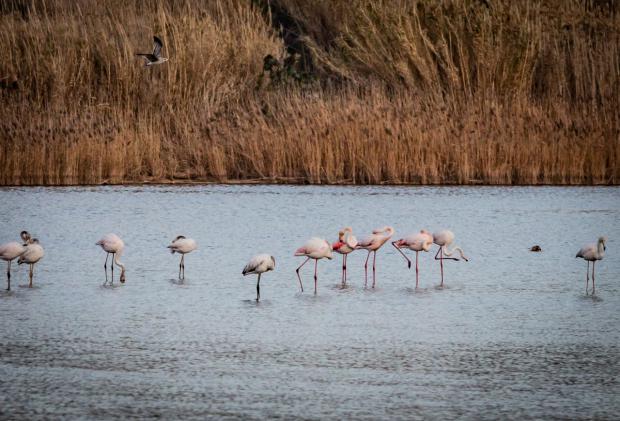 Más recursos para el Delta: la alterativa a la ampliación del aeropuerto