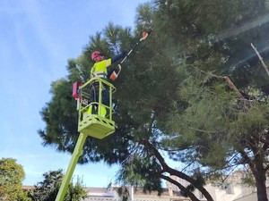 Esparreguera intensifica su lucha contra la processionaria del pino con tratamientos online y consejos para particulares