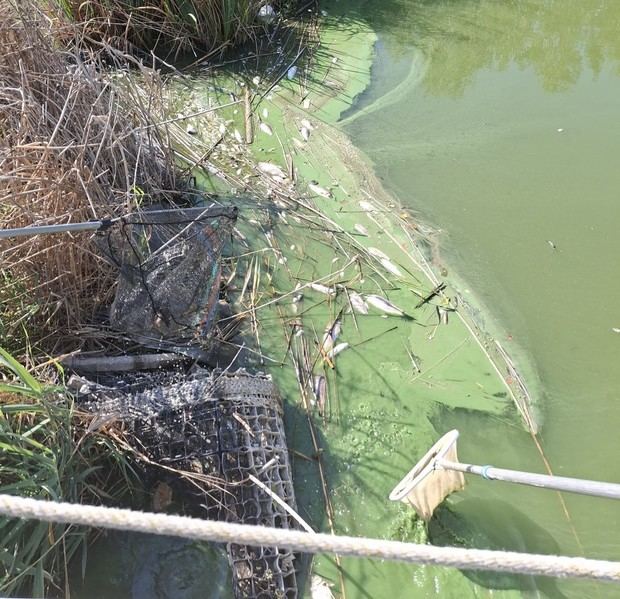 La muerte de peces en la Olla del Rei responde a un fenómeno natural