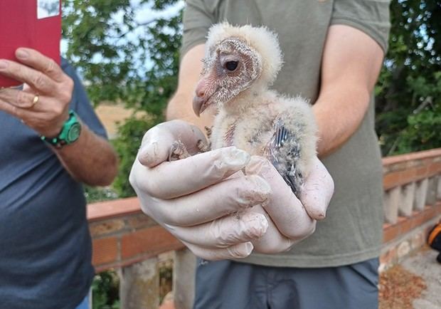 Las òlibes regresan a criar en el parc agrari de Sant Boi tras años de ausencia
