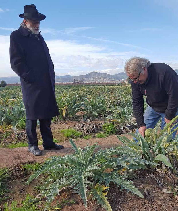 La alcachofa de El Prat podría entrar en el ‘Arca del Gusto’ del impulsor del ‘Slow Food’, Carlo Petrini