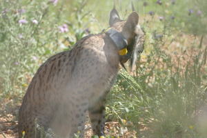 La aventura del lince Litio en el Baix Llobregat llega a su fin