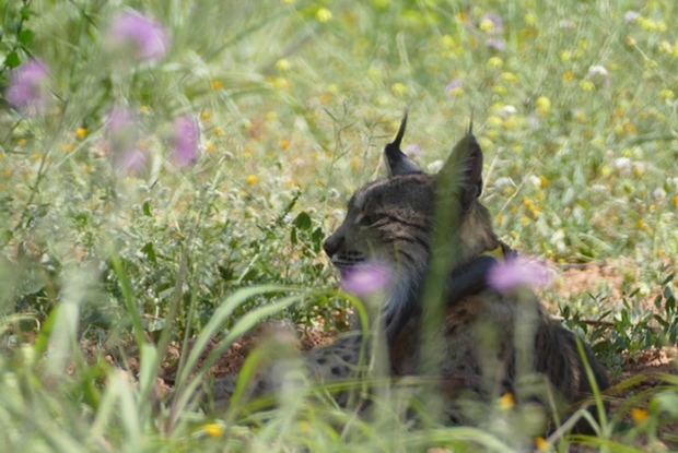 Litio, el lince ibérico fotografiado en el Baix Llobregat.