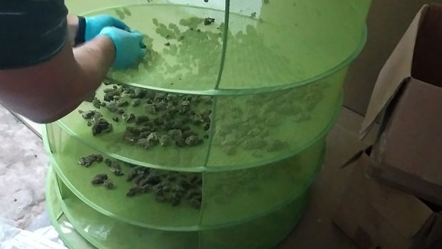 El olor conduce a cinco kilos de marihuana cultivados en el sótano de una antigua ferretería de L'Hospitalet