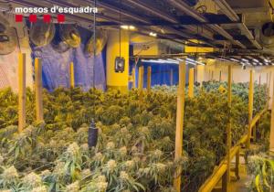Desmantelan en Begues una de las bases de una red internacional que enviaba drogas por paquetería